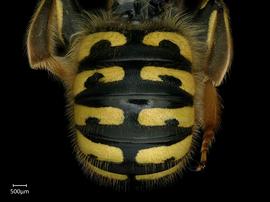   Anthidium formosum nbsp;male abdomen, photo: Chelsey Ritner
